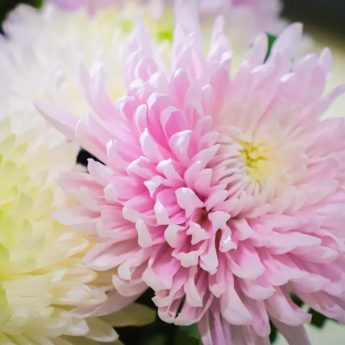 opalys_fleuriste_montbrison_24 opalys_fleuriste_montbrison_24