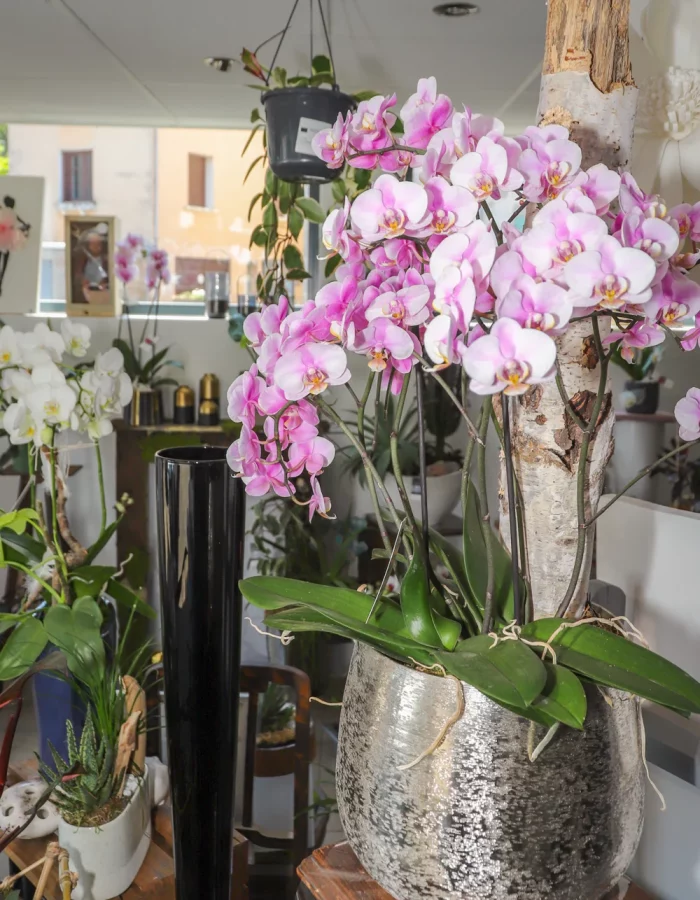 opalys_fleuriste_montbrison_40 opalys_fleuriste_montbrison_40